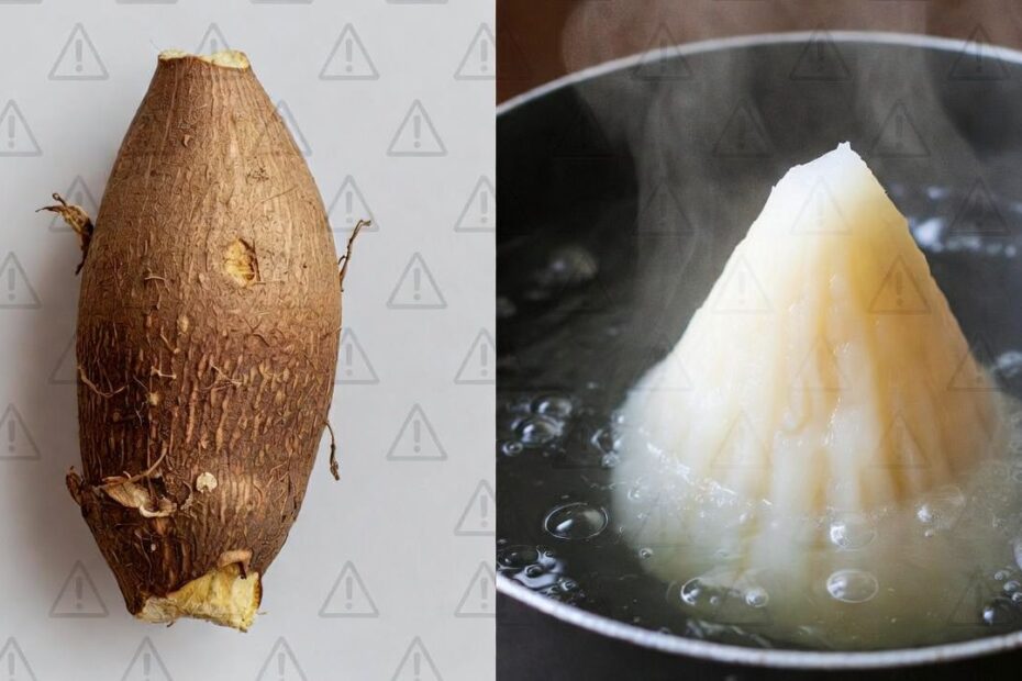 Cassava/Tapioca Warning: Why It Must Be Cooked Thoroughly (Cyanide)