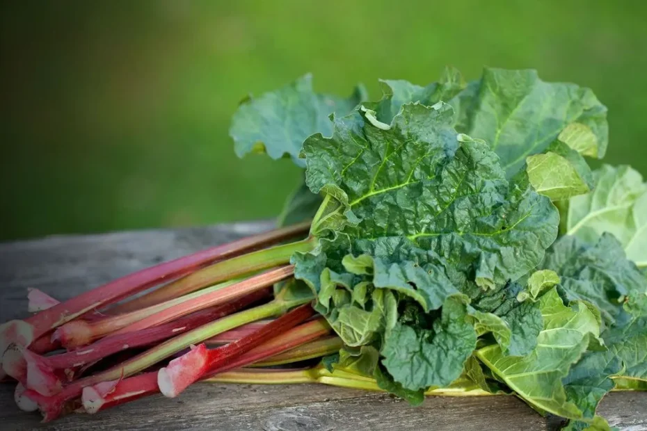 Rhubarb Leaves: The Part of the Plant That Is Poisonous