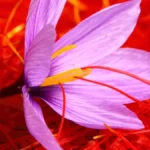 Saffron Cost: Why This Spice is More Expensive Than Gold