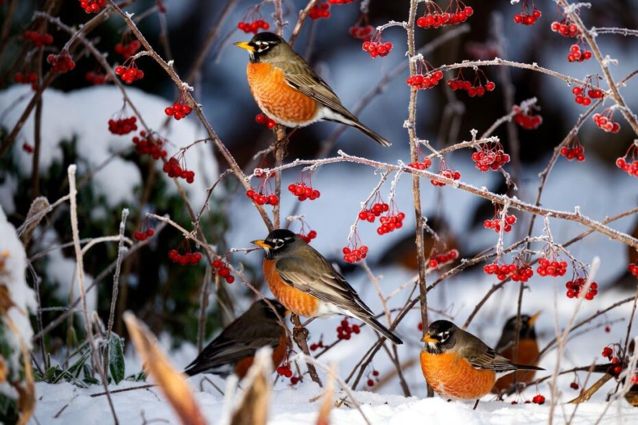 The Winter Fruit That Keeps Robins Coming Back to Your Garden