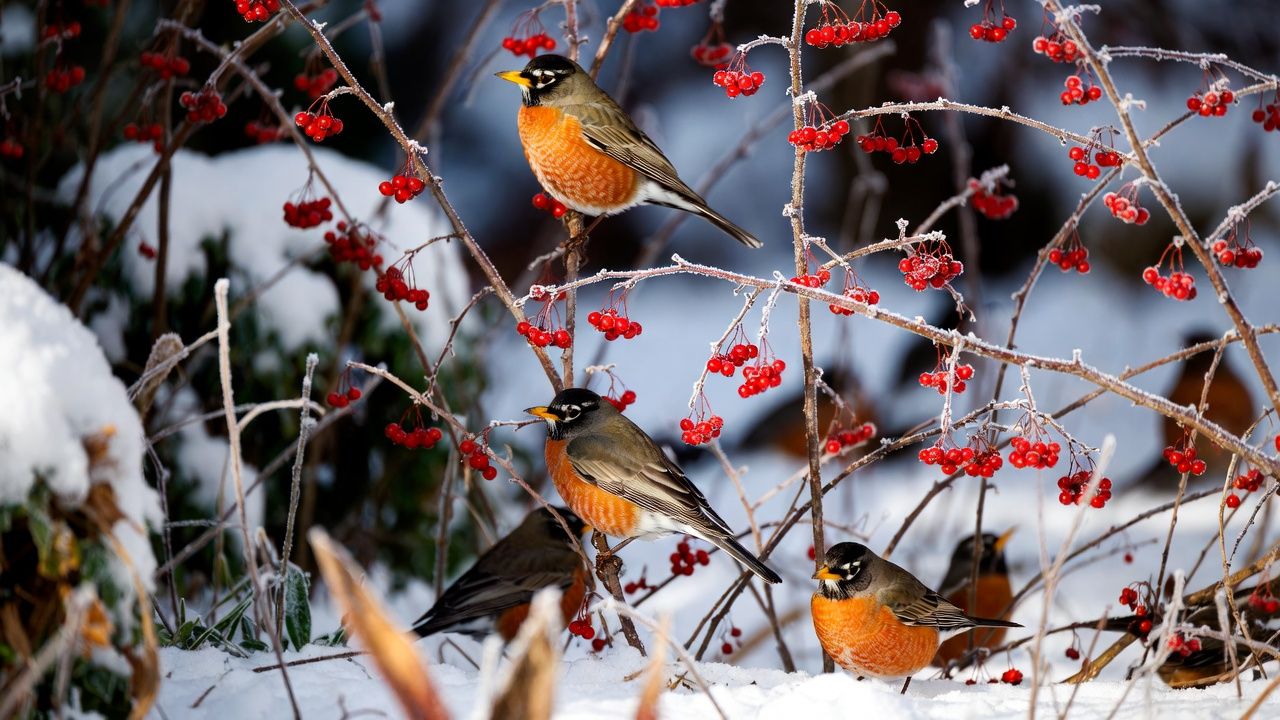 The Winter Fruit That Keeps Robins Coming Back to Your Garden